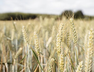 斯洛伐克队决心晋级,意大利梅拉诺等你来赞